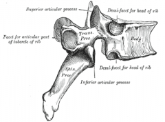 head of rib and tubercle of rib make contact
