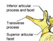 In zygapophyseal joints, the the superior and inferior articular processes make contact to make a facet joint