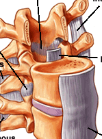 What are the six major ligaments of the spinal column?
