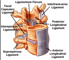 outside of the body in,
ligamentum nuchae
supraspineous
intraspineous
ligamentum flava
anterior longitudinal ligament
posterior longitudinal ligament