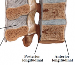 connects the anterior sides of vertebral bodies (across from ligamentum flavum)

*limits hyperextension (only one!!)
closest to the body