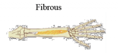 one type, fibrous
varying range of motion
ex. teeth joint and arm joints are both fibrous but differ in movement