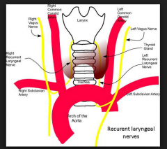 the L and R vagus nerves enter the esophageal plexus and reform into A and P vagal trunks
-Remember the recurrent laryneal (R, L) nerves branching off the vagus!
            *left recurrent loops around aorta
            *right loops around r. ...