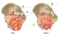 males only have one pouch:
A=rectovesicle pouch
B=pararectal fossa

females have 2 pouches because the uterus grows in between:
B=pararectal fossa
C=vesicouterine pouch
D=rectouterine pouch (aka douglas) 
*** don't forget that -uterine is ...