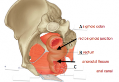 the order of the canal is:
Sigmoid colon-->rectosigmoid junction-->rectum-->anorectal flexure-->anal canal