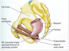 rectum: the last part of the colon that is straight (rectum=straight in latin). It begins when the sigmoid colon ends because the colon straightens. The puborectalis sling makes an anorectal ring,  dividing the rectum from the anal canal