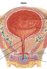 MALES: where are the different portions of urethra (4) and where are the internal and external sphincters located??