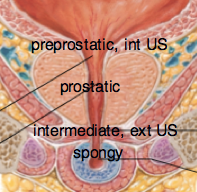 internal urethral  surrounds preprostatic 
external urethra surrounds membranous/intermediate