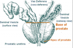 high five-5 lobes
has ejaculatory duct inside
secretes fluid directly into prostatic urethra