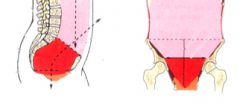 what color is the:
1) peritoneum
2)pelvic cavity
3)abdominal cavity
4)true pelvis