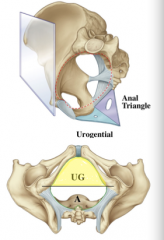 draw a line between the ischial tuberosities (looking into the outlet)