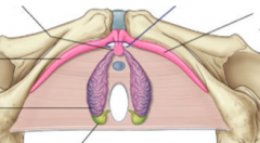 label the components of the superficial (outside of perineum) perineal pouch
