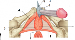 1=deep transverse perineal m
2=perineal body
3=bulbospongeosus m over bulb of penis (somatic)
4=ischiocavernosus m over crura (somatic)
5= suspensory ligament of the penis (buck's fascia)
6=fundiform ligament of the penis (superficial fascia)