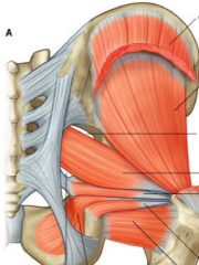 what are the intermediate and deep muscles of the gluteal region?
