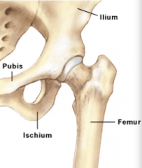 a synovial ball (head of the femur) and socket (acetabulum) joint

*high mobility!