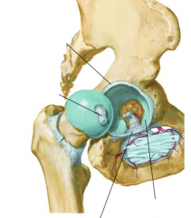 what is the transverse acetabular ligament?