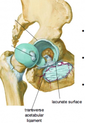 -bridges the acetabular notch to close off the gap in the lunate surface