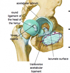 the pit in the head of the femur
-attaches to the deepest part of the acetabulum via round ligament of the head of the femur