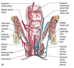 uterine artery from int iliac (traveling via broad ligament)
--uterus, fallopian tube, #ovarian artery
ovarian artery from abd aorta (traveling via suspensory ligament made from traveling through perineum 
-ovaries, uterine fundus
vaginal arte...