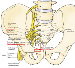 Nerve to piriformis
n. to obdurator internus (not obdurator n)
n. to levator ani
n. to coccygeus
Pudendal nerve:
-assists in levator ani innv.
-inferior rectal nerve
-perineal nerves