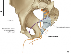 S2,3,4 ventral rami
-innervates skin and muscles of urogenital triangle