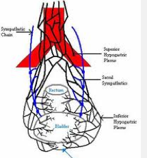 originate from S2-S4 to deliever preganglionic parasympathetic fibers to the pelvic part of the paravertebral plexus