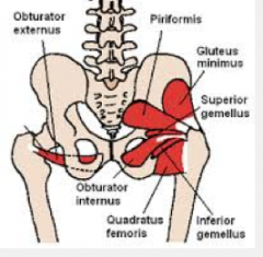 innv quadratus femoris, which connects the head of the femur to the ischial tuberosity