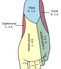 sole of foot where tibial n. terminates
also contributes to sural n.