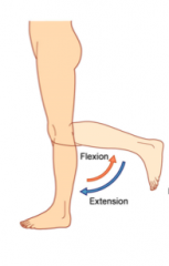 knee flexes backwards