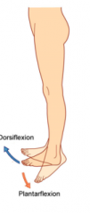 both are flexion for the foot