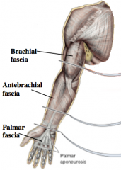 Brachial fascia-arm
antebrachial fascia-forearm
palmar fascia