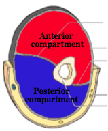 anterior and posterior upper arm