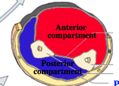 ANTERIOR FOREARM
-Ulnar, radial and anterior interosseus arteries
-median nerve and ulnar nerve
-flexos of the elbow and digits
-pronators of the radioulnar joints