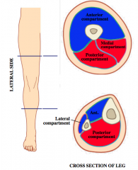 fascia-lata gluteal and crural leg
