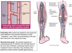 -muscle constriction and valves on perforating veins
