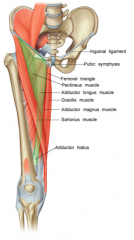 -a pathway allowing for the femoral VAN and saphenous nerve, nerve to vastus medialis, to pass from the femoral triangle to the popliteal fossa
*begins at intersection of sartorius(lateral) and adductor longus(medial), the apex of the femoral tri...