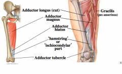 *notice how the adductors curve, while hamstrings don't