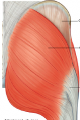 what is the OIIA of the gluteus maximus?