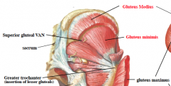 origin:gluteal lines
insertion: greater trochanter 
innervation:superior gluteal VAN
action: abduct the thigh