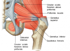 -piriformis(own nerve)
-obdurator internus(own nerve)
-superior (nerve to obd int)and inferior gemellus(nerve toquad fem)
-quadratus femoris (own)