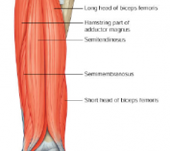 two ladies tend and mend

biceps femoris semitendinosis and semimembranosis

*tibby tends and mends  (tibial hamstrings)
*shorty fibs(short head of biceps femoris)