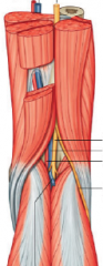 what are the contents of the popliteal fossa?