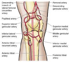what prevents ischemia if you bend your knee by bypassing popliteal artery