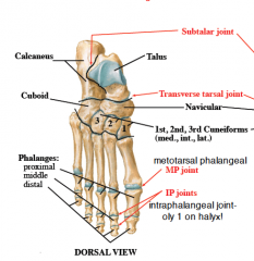 Subtalar joint
transverse tarsal joint
MP (Metotarsel-phalangeal) joints
IP (interphalangeal) joints