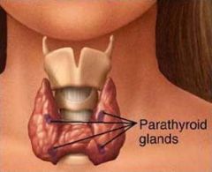 parathyroid hormone