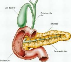 pancreatic polypeptide