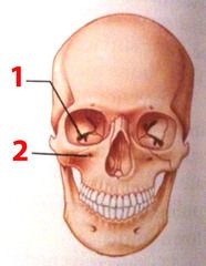 1
an elongated cleft or slit
