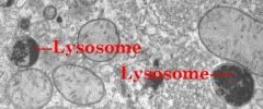 2. Lysosomes are used in breaking down foreign particles