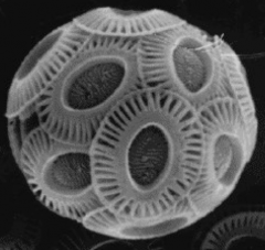 unicellular planktonic protists living in upper water column


Important in Triassic


outer shell made up of small plates called coccoliths


 


accumulate in deep basin and contribute to chalk


 