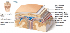 Meninges are membranes that envelop the brain + spinal cord, protecting the CNS1. Dura Mater2. Arachnoid Mater3. Pia Mater